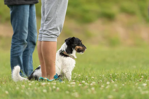 Divertido Disfruta Entrenando Con Pequeño Jack Russell Terrier Propietario Perro —  Fotos de Stock