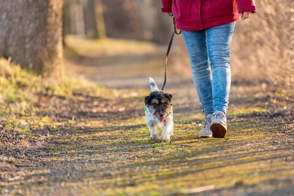 Mulher Está Andando Com Pequeno Cão Obediente Jack Russell Terrier — Fotografia de Stock