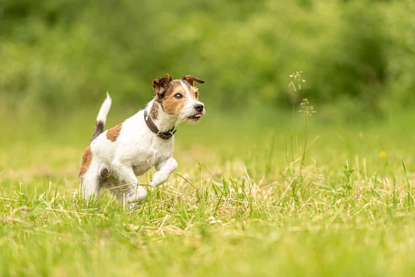 Cute Parson Russell Terrier Cão Corre Sobre Prado Verde Primavera — Fotografia de Stock