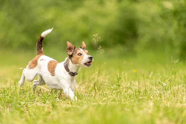 Lindo Pastor Russell Terrier Perro Corre Sobre Prado Verde Primavera —  Fotos de Stock