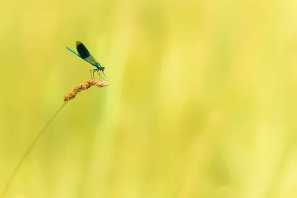 Pequeño Azul Colorido Protegido Estilo Libélula Sienta Una Hoja Hierba — Foto de Stock