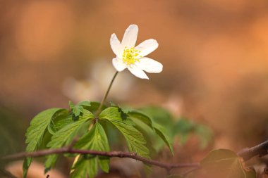 Beyaz Anemone nemorosa çiçeği Bulanık arkaplan önünde