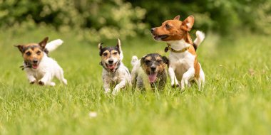 Many dogs run and play with a ball in a meadow - a cute pack of Jack Russell Terriers clipart