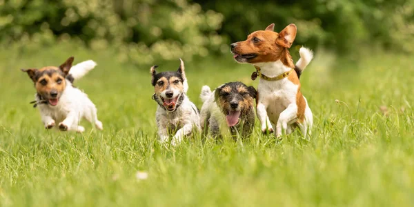 Birçok köpek çalıştırın ve bir çayır - Jack Russell Terrier şirin bir paket bir top ile oynamak