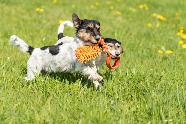 Dois Cães Correm Brincam Com Uma Bola Prado Filhote Cachorro — Fotografia de Stock