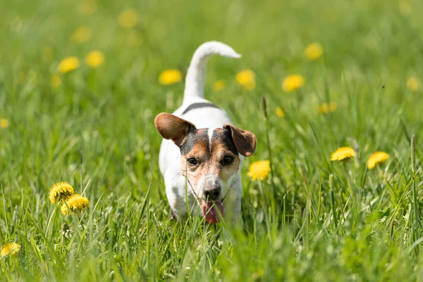 Divertido Perro Jack Russell Terrier Correr Prado Verde Flor Primavera —  Fotos de Stock
