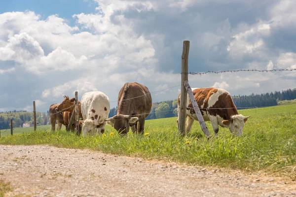 Beautiful small herd of cows with horns on a pasture in Unterallaeu, Bavaria eats grass and is fenced with barbed wire