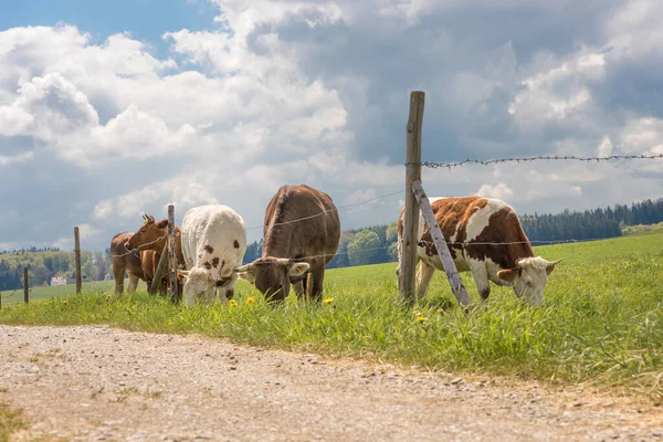 Gyönyörű Kis Tehéncsorda Szarvakkal Unterallaeu Ban Bajorország Füvet Eszik Szögesdróttal — Stock Fotó