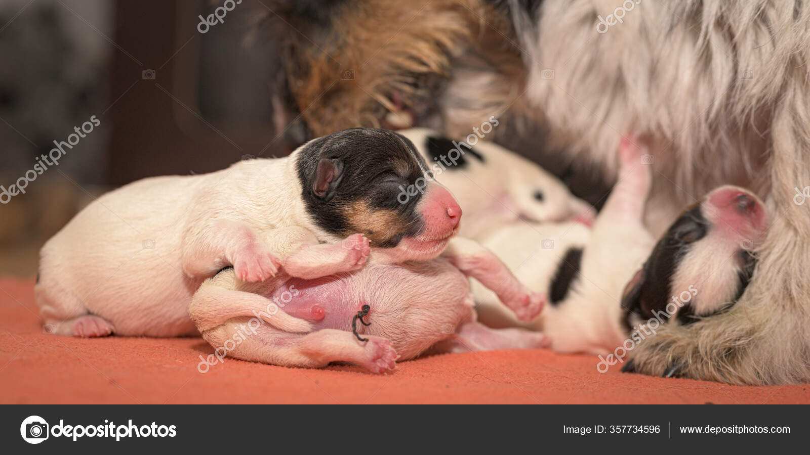 cute newborn dogs