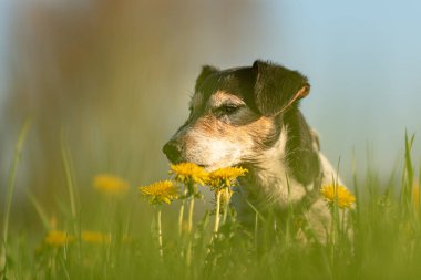 Küçük şirin bir Jack Russell Terrier köpeğinin portresi mavi bir gökyüzüne karşı.