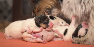 Yavrular doğum gününde. 0 günlük. Jack Russell Terrier 'ın küçük safkan köpekleri annesiyle birlikte. Yeni doğmuş yavrular kaltağa içiyorlar.