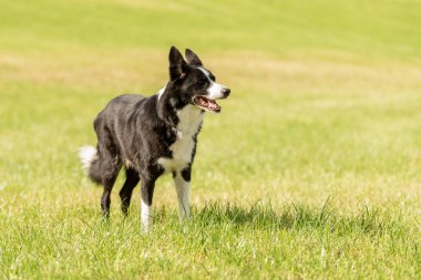 Doğada yeşil bir çayırda şirin, güzel bir Border Collie.,