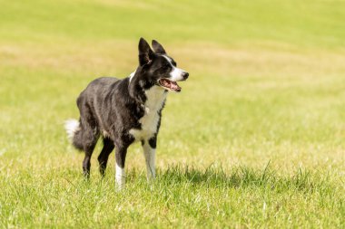 Cute beautiful Border Collie on a green meadow outside in the nature, clipart