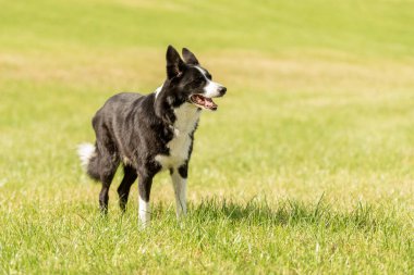 Cute beautiful Border Collie on a green meadow outside in the nature, clipart