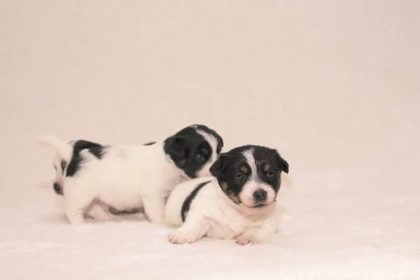 Cachorros Semanas Perros Cachorros Jack Russell Terrier Recién Nacidos Pura — Foto de Stock