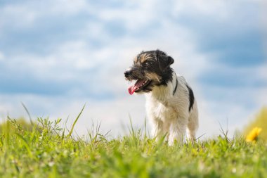 Genç, güzel, küçük bir Jack Russell Terrier dişi köpeği baharda açık havada, mavi gökyüzünün önünde yeşil bir çayırda duruyor..