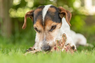 Küçük şirin Jack Russell Terrier köpeği etle kemik yer ve açık havada çiğner.