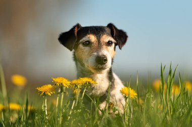 Küçük şirin bir Jack Russell Terrier köpeğinin portresi mavi bir gökyüzüne karşı.