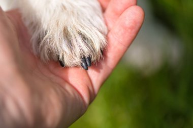 Köpek patileri ve insan elinin üst görüntüsü. Jack Russell Terrier ve insan arasındaki arkadaşlık.