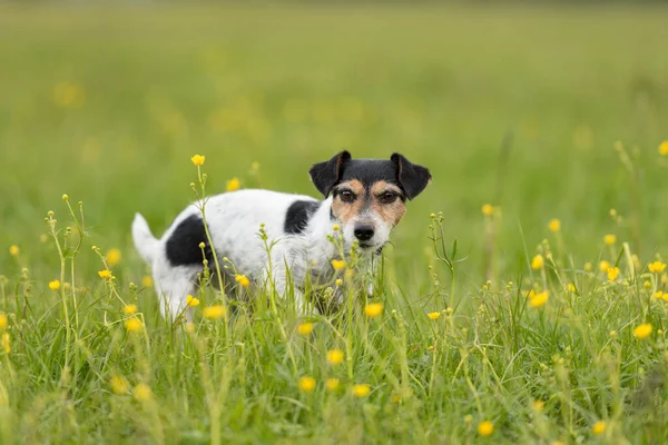 かわいい小さなジャック ラッセル テリアの犬は春に花と草原に集中して立っており カメラを調べています 髪の毛が折れ — ストック写真