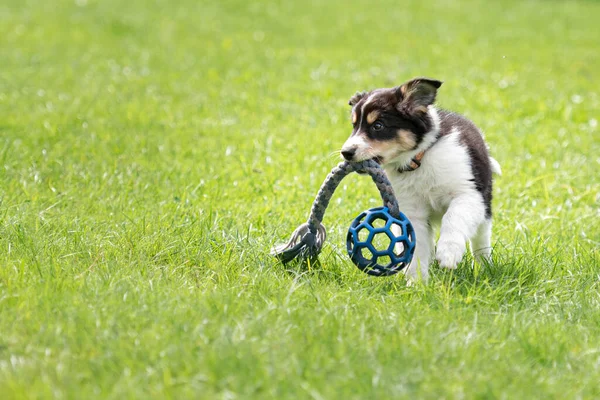 リトルボーダーコリー子犬犬は牧草地で青いボールで遊んでいます — ストック写真