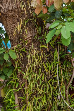 Chiang Rai, Kuzey Mekong Nehri Tributary Kawagawa nehir kenarı çevre