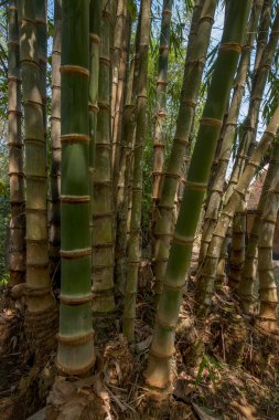 Siyah Evi Müzesi, Chiang Rai, Tayland
