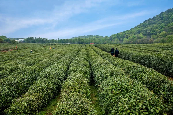 Ханчжоу Западное озеро Longjing чайный сад — стоковое фото