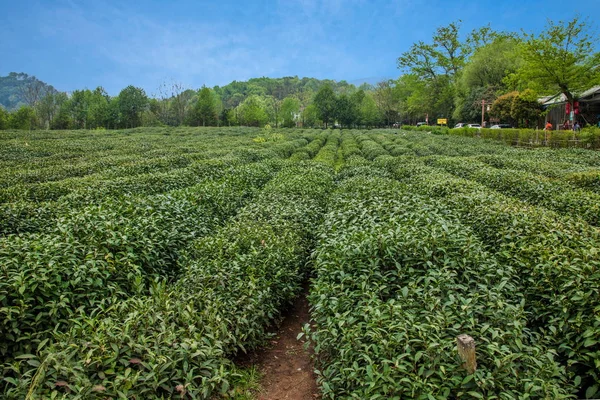 Hangzhou West Lake Longjing čajová zahrada — Stock fotografie