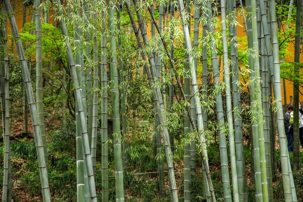 Templo de Hangzhou Lingyin de bambu — Fotografia de Stock
