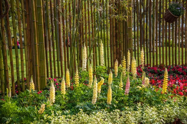 Suzhou wykopał ogród kwiaty ogrodowe Rubin — Zdjęcie stockowe