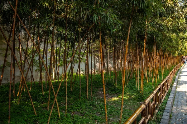 Floresta de bambu do jardim de Suzhou Dugangyuan — Fotografia de Stock