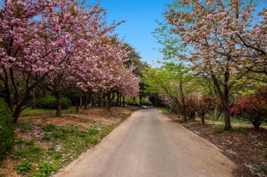 Wuxi Taihu Yuantouzhu Park Sakura Caddesi