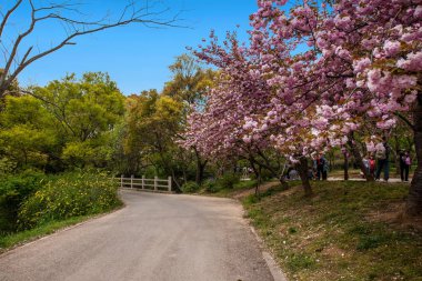 Wuxi Taihu Yuantouzhu Park Sakura Caddesi