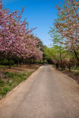 Wuxi Taihu Yuantouzhu Park Sakura Caddesi