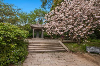 Wuxi Taihu Yuantouzhu Park Sakura Caddesi