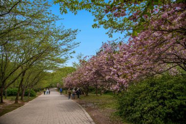 Wuxi Taihu Yuantouzhu Park Sakura Caddesi