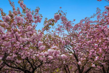 Wuxi Taihu Yuantouzhu Park kiraz Bahçe
