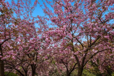 Wuxi Taihu Yuantouzhu Park kiraz Bahçe