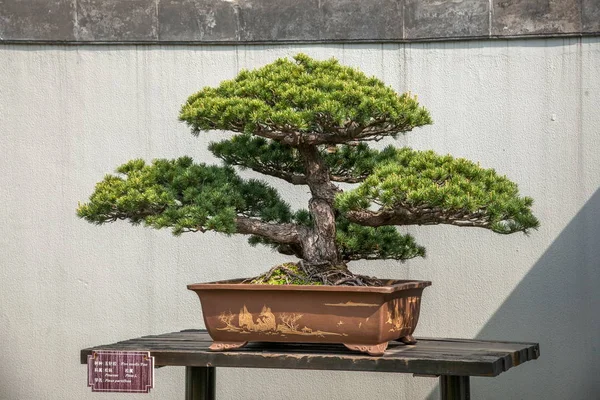 Yangzhou schlanken westlichen See zu senden Bonsai-Garten — Stockfoto