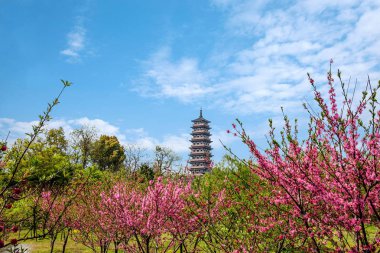 Yangzhou ince West Lake şeftali Grove
