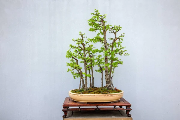 Yangzhou Slender West Lake to send bonsai garden — Stock Photo, Image