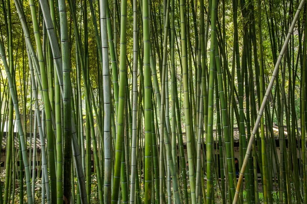 Zhenjiang Jinshan Dinghui świątyni Las bambusowy Obrazy Stockowe bez tantiem