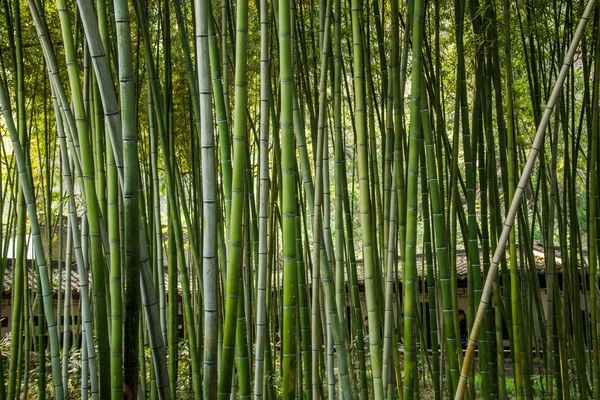 Zhenjiang Jinshan Dinghui templet bambu skog Stockfoto