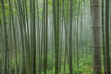 Sichuan Chu Nan bambu deniz alan derin bambu ormanı