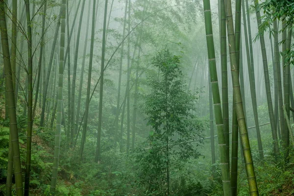 Sichuan chu nan Bambus Meeresgebiet tiefer Bambuswald — Stockfoto