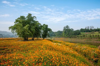 Chongqing Bananhua çiçek dünyanın tam tam Bloom Çiçek Bahçe