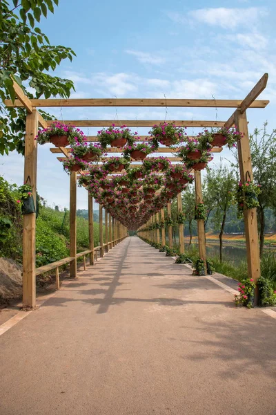 Chongqing Bananhua blommor i världen trädgården i galleriet blomma — Stockfoto