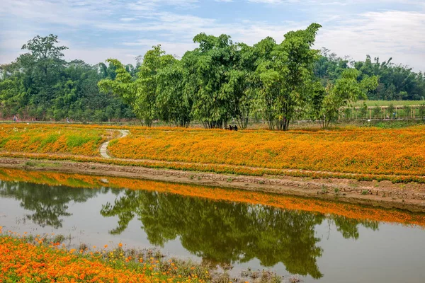 Chongqing Bananhua flores de jardín del mundo de madera en plena floración —  Fotos de Stock