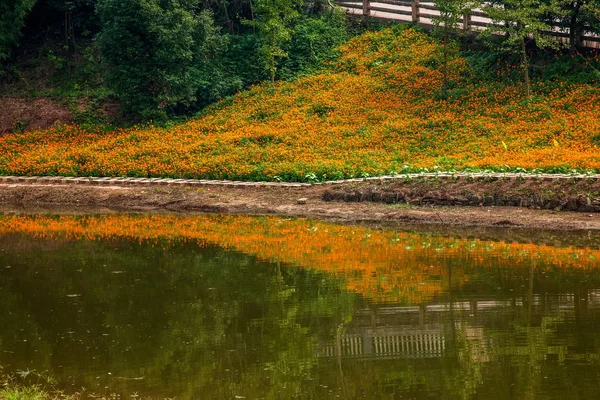 Chongqing Bananhua лесной мир цветы в полном расцвете — стоковое фото